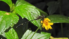 Austrogomphus prasinus