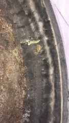 Centruroides sculpturatus