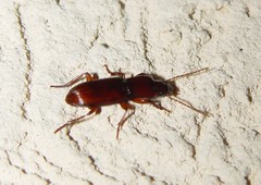 Stenomorphus californicus