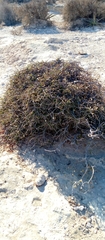 Dichrostachys