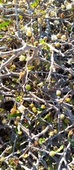 Dichrostachys
