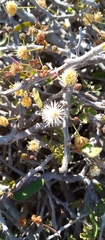 Dichrostachys