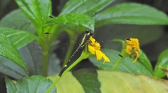 Austrogomphus prasinus