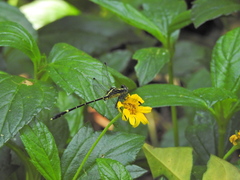 Austrogomphus prasinus