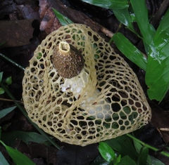 Phallus lutescens