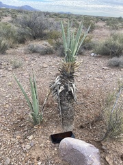 Yucca baccata