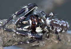 Sandalodes bipenicillatus