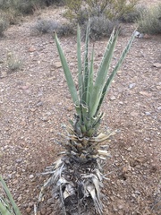 Yucca baccata