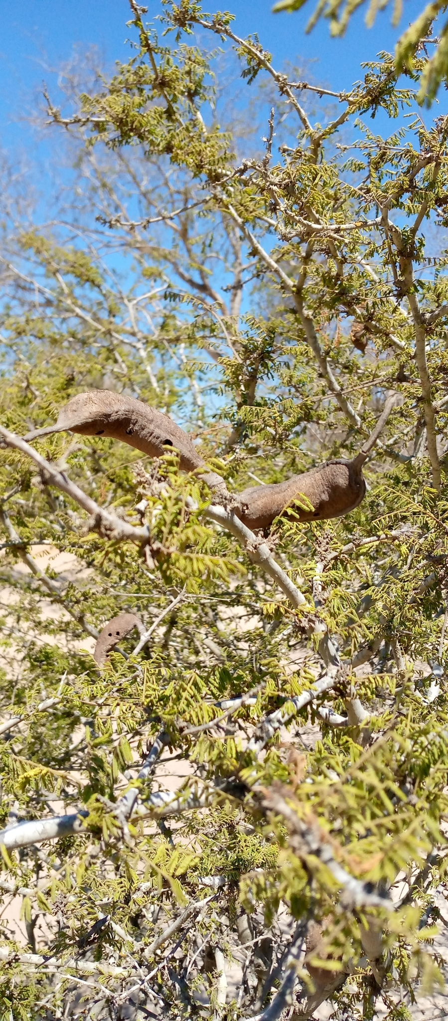 Imagem de Albizia masikororum