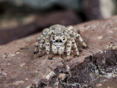 Aelurillus dubatolovi