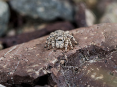 Aelurillus dubatolovi