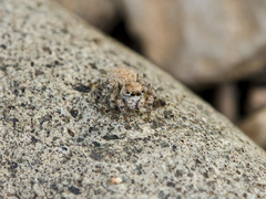 Aelurillus dubatolovi