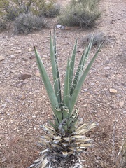 Yucca baccata