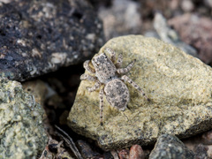 Aelurillus dubatolovi