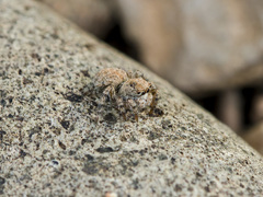 Aelurillus dubatolovi