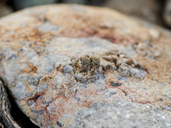 Aelurillus dubatolovi