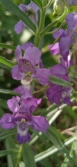 Angelonia