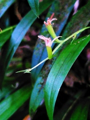 Liparis laurisilvatica