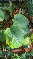 Hosta sieboldiana