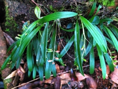 Liparis laurisilvatica