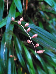 Liparis laurisilvatica