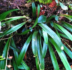 Liparis laurisilvatica