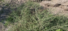 Caroxylon imbricatum