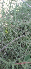 Caroxylon imbricatum