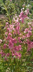 Angelonia