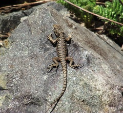 Liolaemus valdesianus