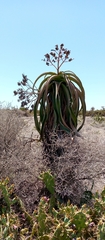 Aloe vaotsanda