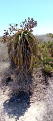 Aloe vaotsanda