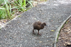 Gallirallus australis scotti