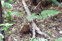 Gallirallus australis scotti