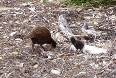Gallirallus australis scotti
