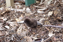 Gallirallus australis scotti