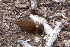 Gallirallus australis scotti