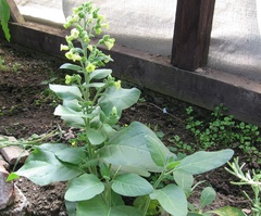 Nicotiana rustica