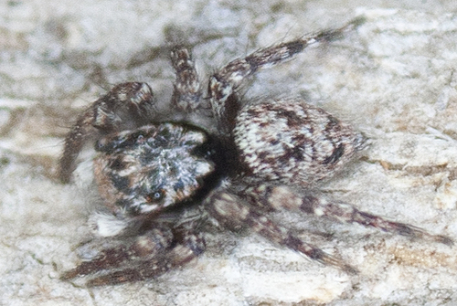 Dirty Jumping Spider