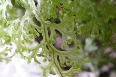 Hymenophyllum demissum