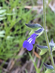 Salvia subincisa