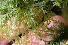 Hymenophyllum demissum