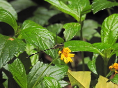 Austrogomphus prasinus