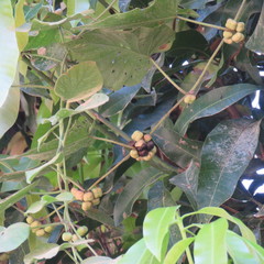 Lepistemon urceolatus