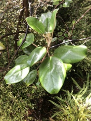 Brachyglottis rotundifolia