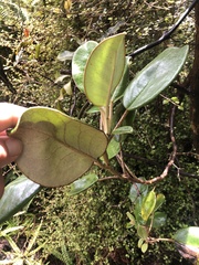 Brachyglottis rotundifolia