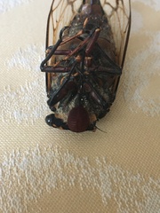 Macrotristria angularis