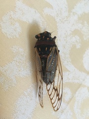 Macrotristria angularis