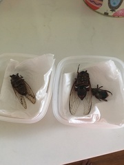 Macrotristria angularis