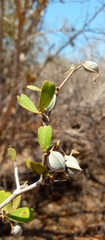 Terminalia disjuncta image